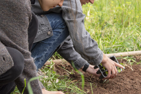 Two students crouching down and planting seedlings.